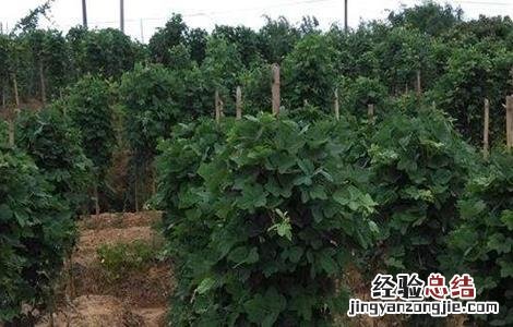 葛根种植的技术要点 葛根种植的技术要点有哪些