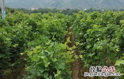 葛根种植的技术要点 葛根种植的技术要点有哪些