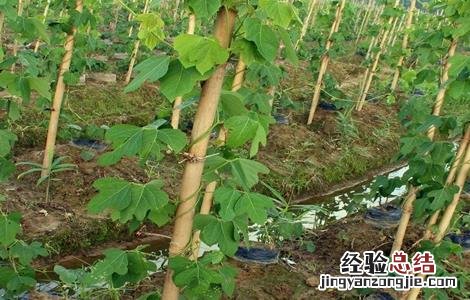 葛根种植的技术要点 葛根种植的技术要点有哪些
