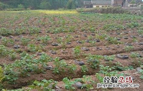 葛根种植的技术要点 葛根种植的技术要点有哪些