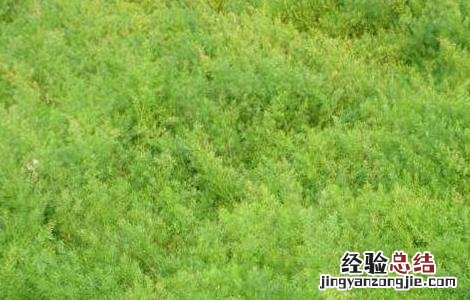 天门冬的种植方法和注意事项 天门冬种植的注意事项