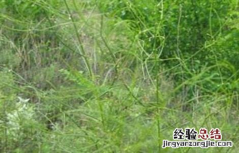 天门冬的种植方法和注意事项 天门冬种植的注意事项