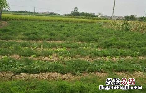 天门冬的种植方法和注意事项 天门冬种植的注意事项