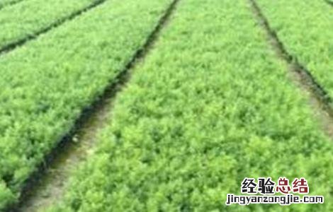 天门冬的种植方法和注意事项 天门冬种植的注意事项