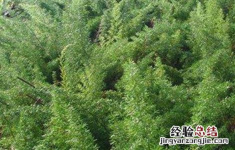 天门冬的种植方法和注意事项 天门冬种植的注意事项
