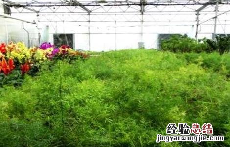 天门冬的种植方法和注意事项 天门冬种植的注意事项