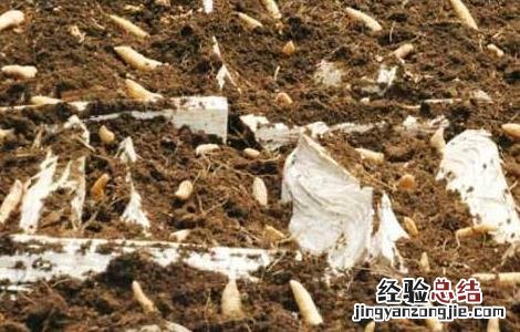 天麻田间管理技术 天麻的田间管理