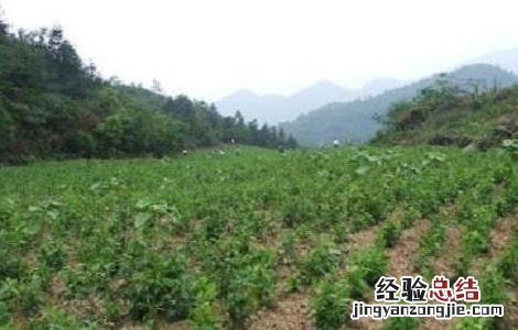 天麻田间管理技术 天麻的田间管理