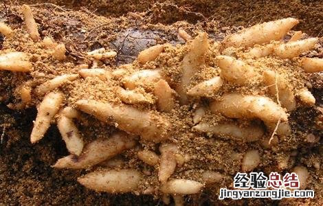 天麻田间管理技术 天麻的田间管理