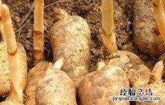 天麻田间管理技术 天麻的田间管理