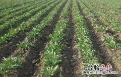 板蓝根栽培技术要点 板蓝根栽培技术要点