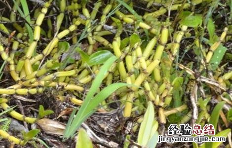 石斛种植的施肥方法视频 石斛种植的施肥方法