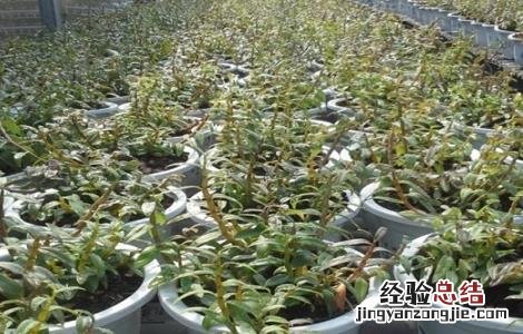 石斛种植的施肥方法视频 石斛种植的施肥方法