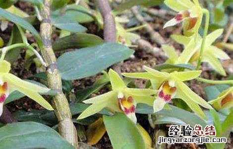 石斛种植的施肥方法视频 石斛种植的施肥方法