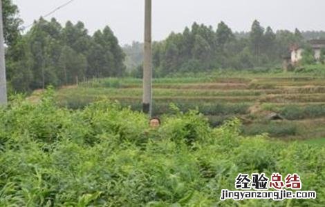 高产黄精种植技术要点 高产黄精种植技术