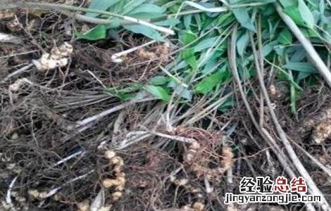 高产黄精种植技术要点 高产黄精种植技术