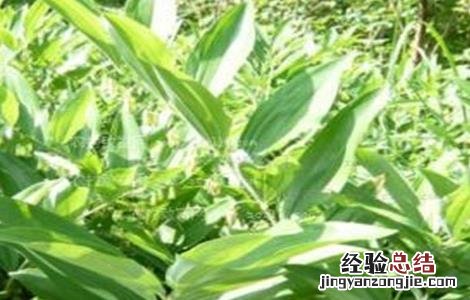 高产黄精种植技术要点 高产黄精种植技术