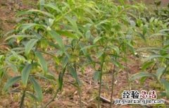高产黄精种植技术要点 高产黄精种植技术