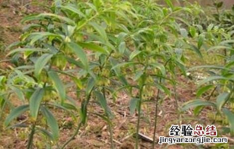 高产黄精种植技术要点 高产黄精种植技术