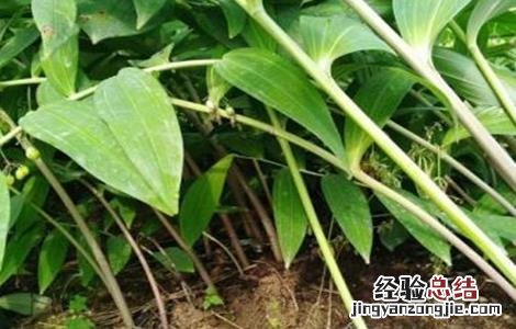 高产黄精种植技术要点 高产黄精种植技术