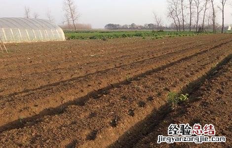 旱半夏怎么种 旱半夏种图片
