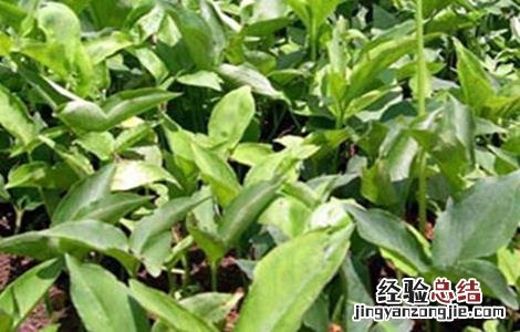 旱半夏怎么种 旱半夏种图片