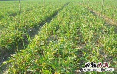 旱半夏怎么种 旱半夏种图片