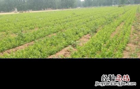 旱半夏怎么种 旱半夏种图片