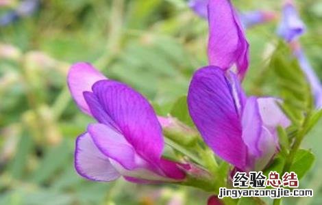如何种植沙苑子 沙苑子怎么种植