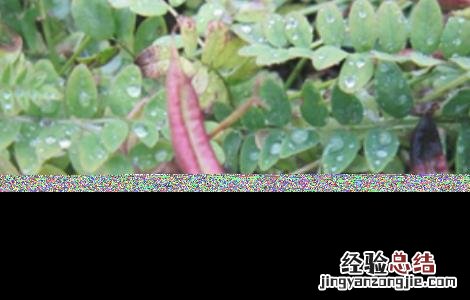 如何种植沙苑子 沙苑子怎么种植
