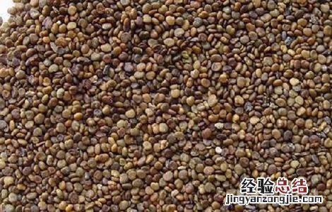 如何种植沙苑子 沙苑子怎么种植