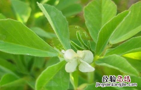 如何种植沙苑子 沙苑子怎么种植