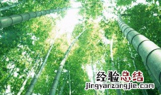 做纸用的是什么竹 做纸用的是什么竹子