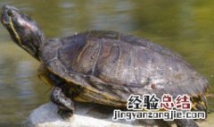 灵芝土茯苓炖乌龟怎么做 怎么做灵芝土茯苓炖乌龟