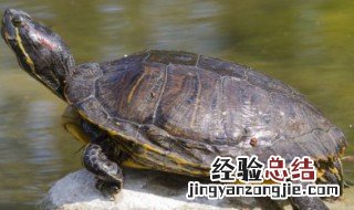 灵芝土茯苓炖乌龟怎么做 怎么做灵芝土茯苓炖乌龟