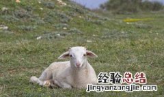 羊蛋的功效与作用 羊蛋的功效与作用有什么