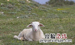 羊蛋的功效与作用 羊蛋的功效与作用有什么