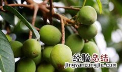 橄榄和青果的区别是什么 橄榄跟青果有什么区别