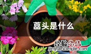 藠头是什么 藠头的简介
