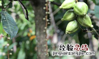 香榧是什么东西 香榧的介绍