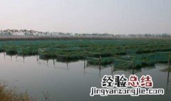 鳝鱼网箱应选什么规格的? 网箱养鳝鱼有哪些注意事项