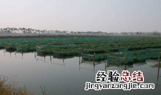 鳝鱼网箱应选什么规格的? 网箱养鳝鱼有哪些注意事项