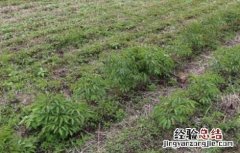 赤芍的种植技术 赤芍的种植技术培训班