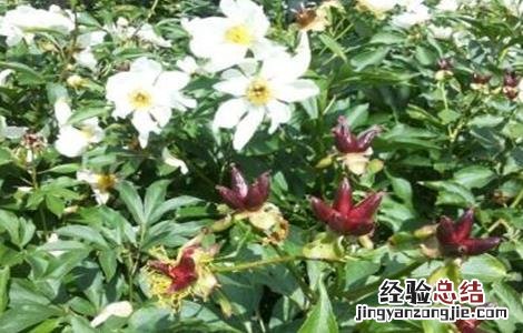 赤芍的种植技术 赤芍的种植技术培训班