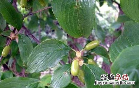 山茱萸怎么养 山茱萸的养殖方法和注意事项