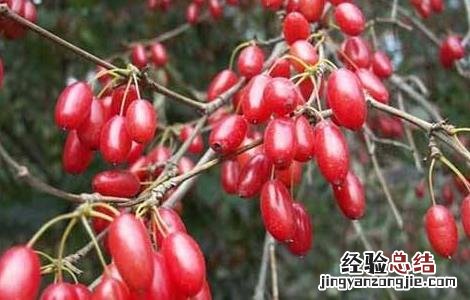 山茱萸怎么养 山茱萸的养殖方法和注意事项