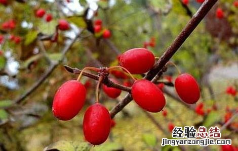 山茱萸怎么养 山茱萸的养殖方法和注意事项