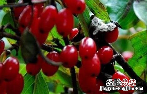 山茱萸怎么养 山茱萸的养殖方法和注意事项