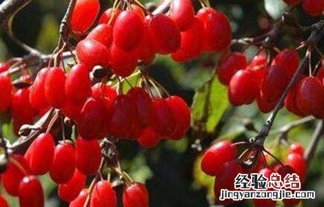 山茱萸怎么养 山茱萸的养殖方法和注意事项