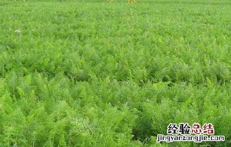 甘草的养殖方法和注意事项 甘草的养殖方法和注意事项有哪些